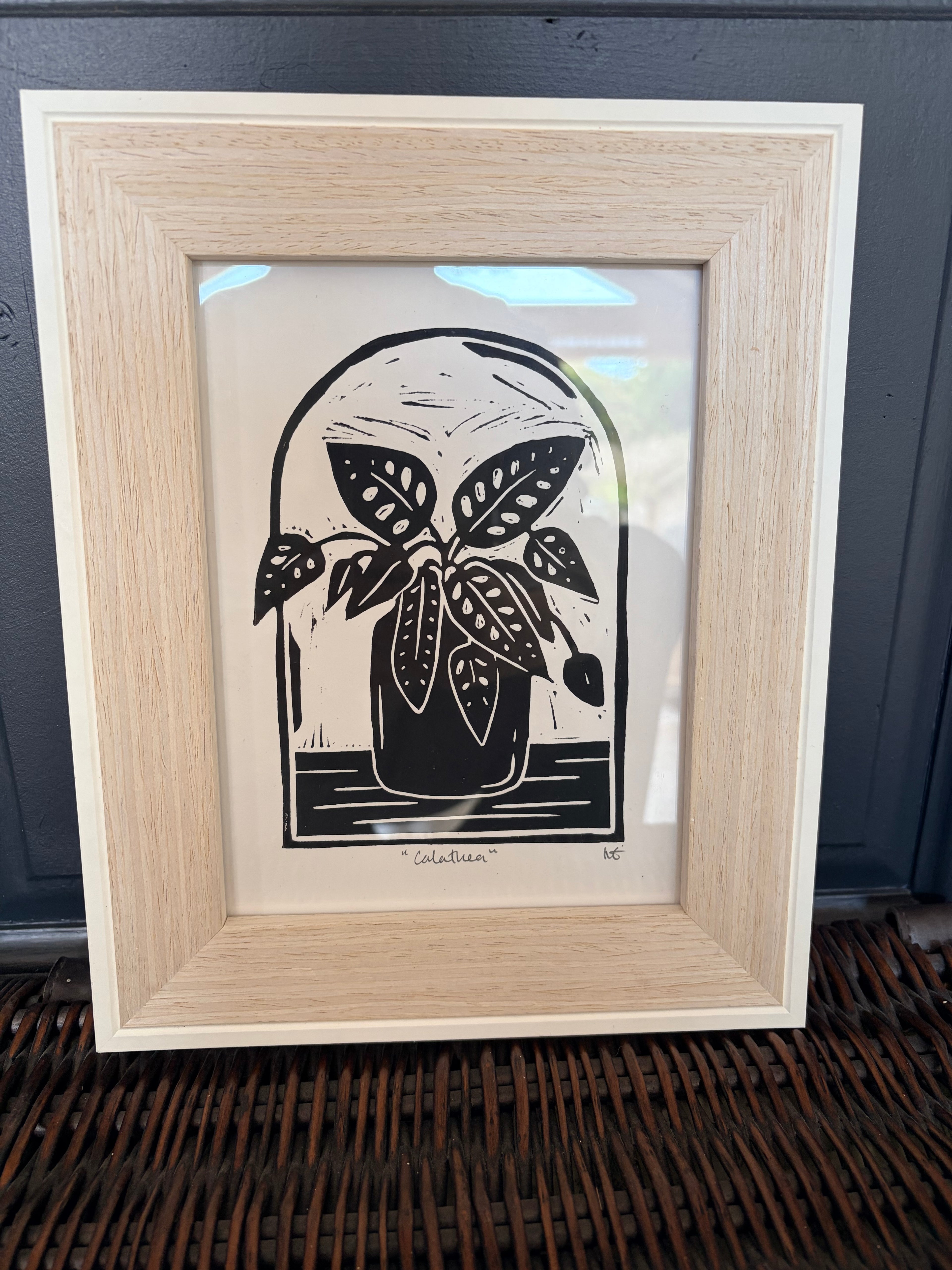 Calathea
