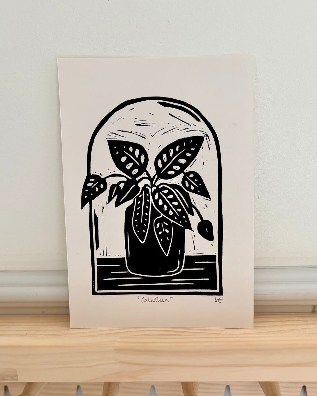Calathea