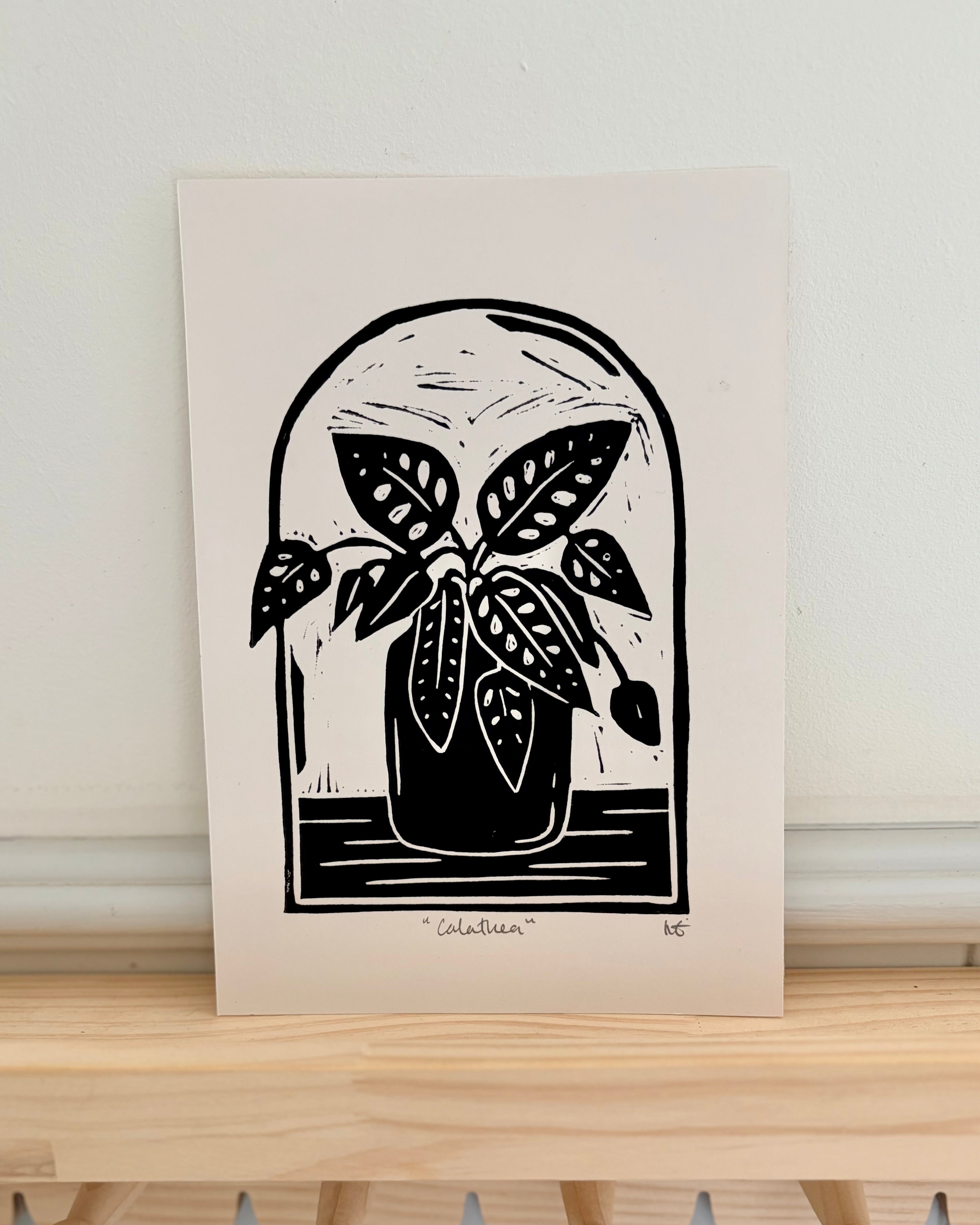 Calathea