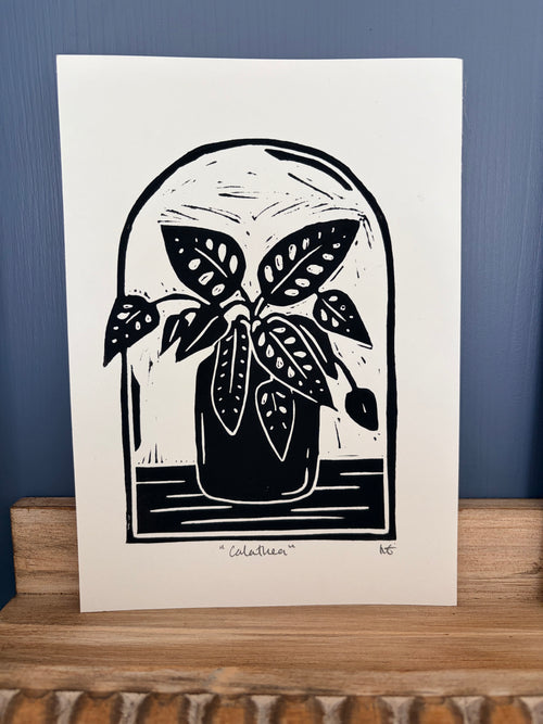 Calathea