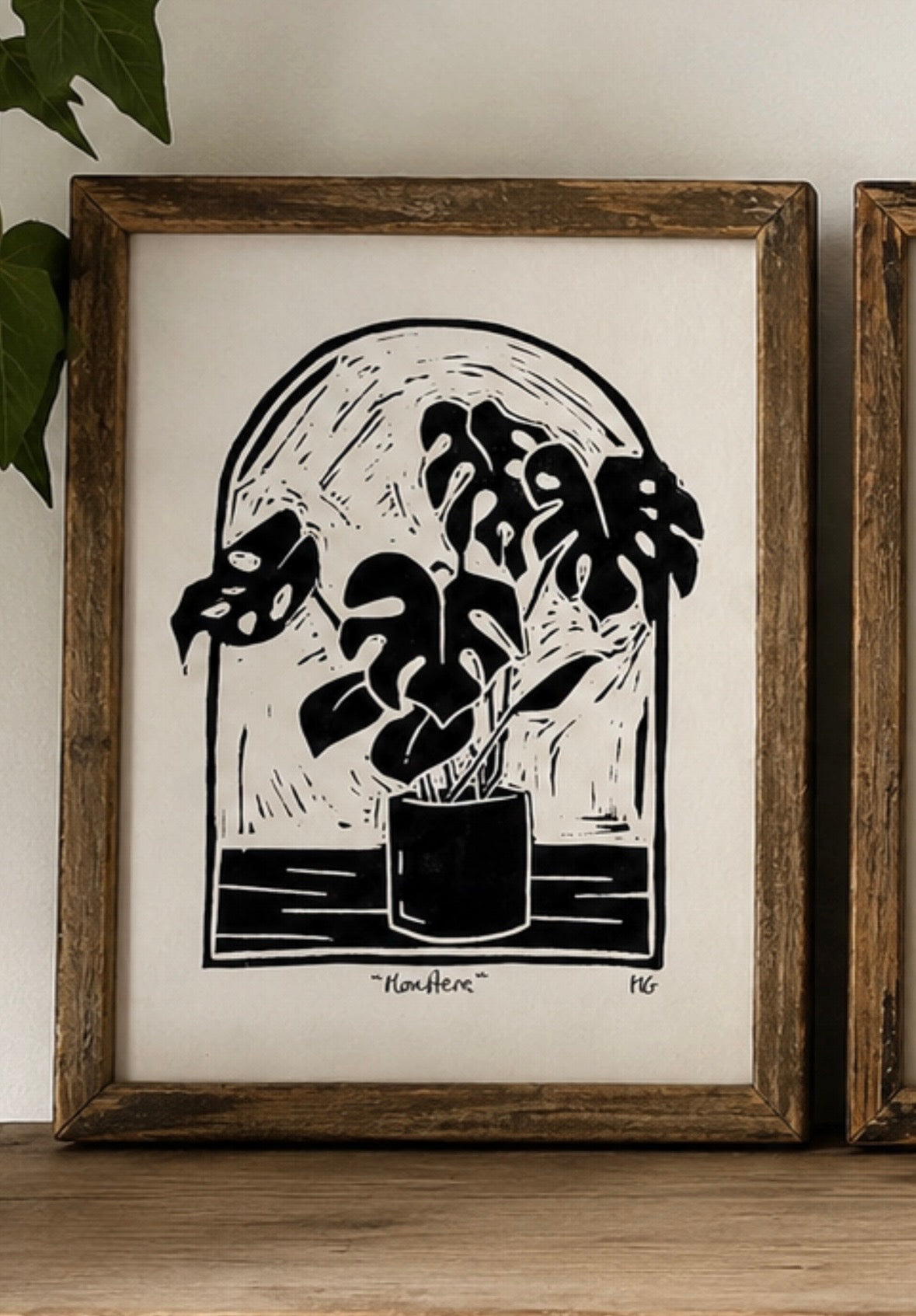 Monstera
