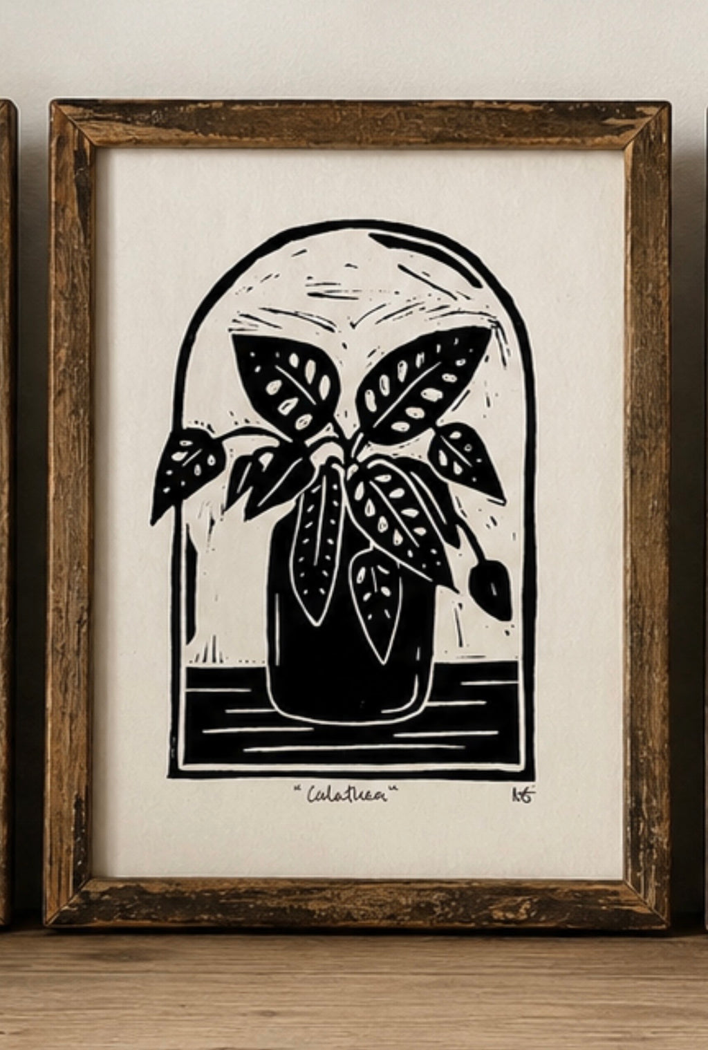 Calathea