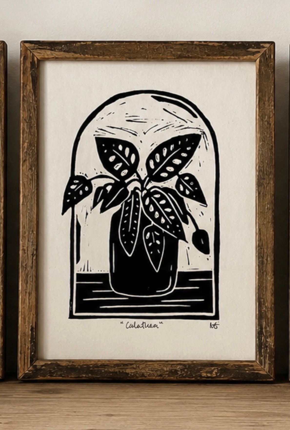 Calathea